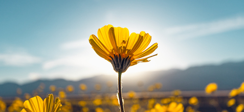 Desert Blossom Sunflowers at Sunset, Death Valley National Park, California